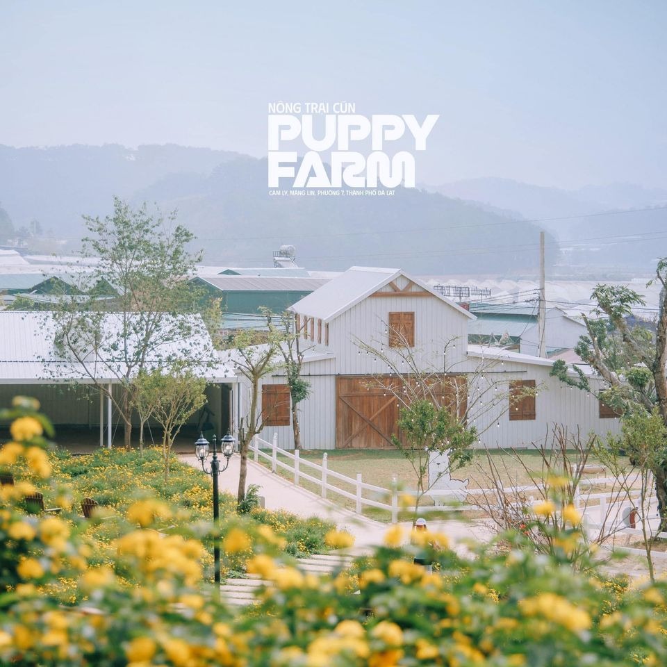 Puppy Farm - quán cafe Đà Lạt với gần 100 chú cún đáng yêu và view đồi núi tuyệt đẹp