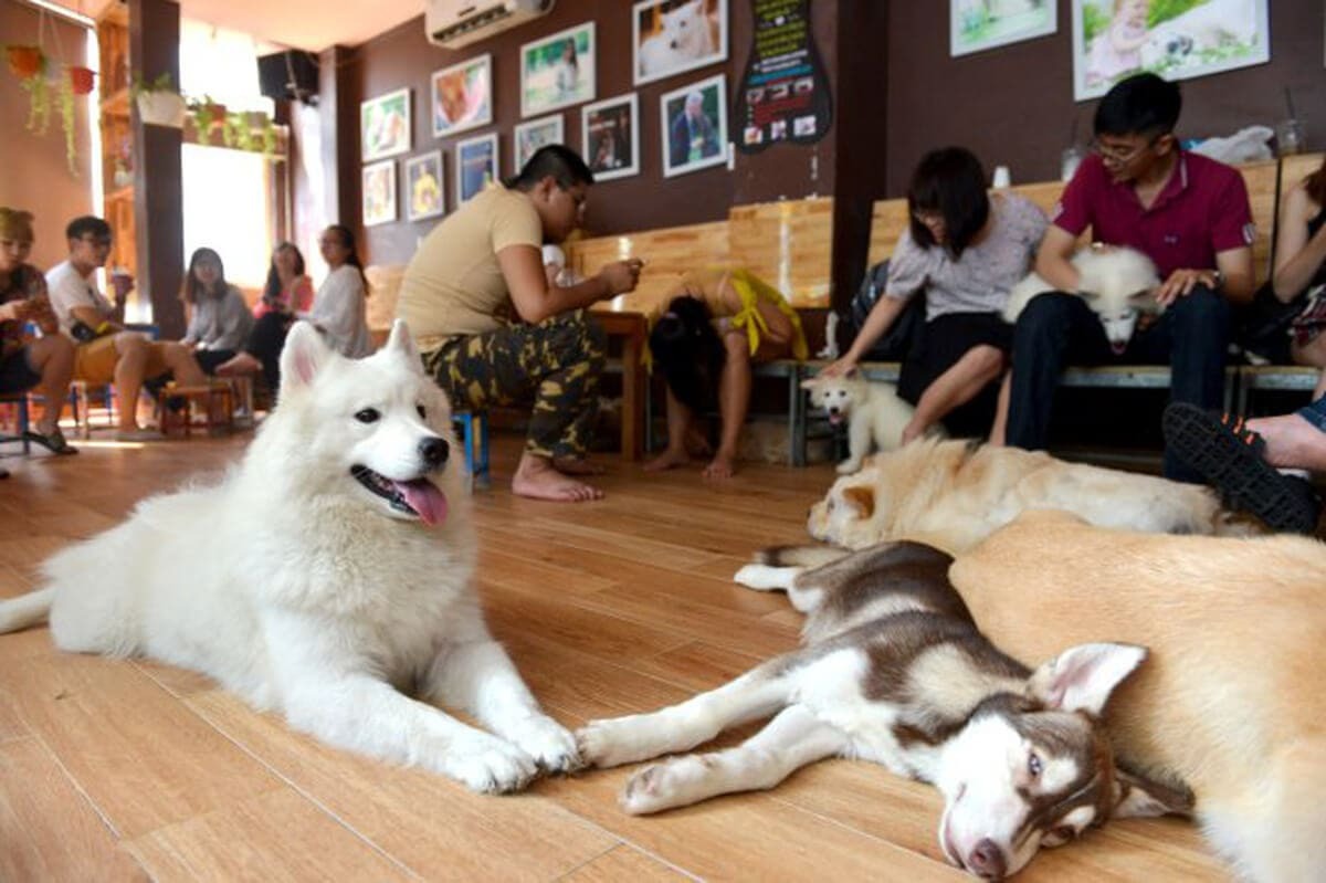 Bộp & Bẹp Milk Tea Station - quán cà phê thú cưng ở Đà Nẵng nổi tiếng với chó husky