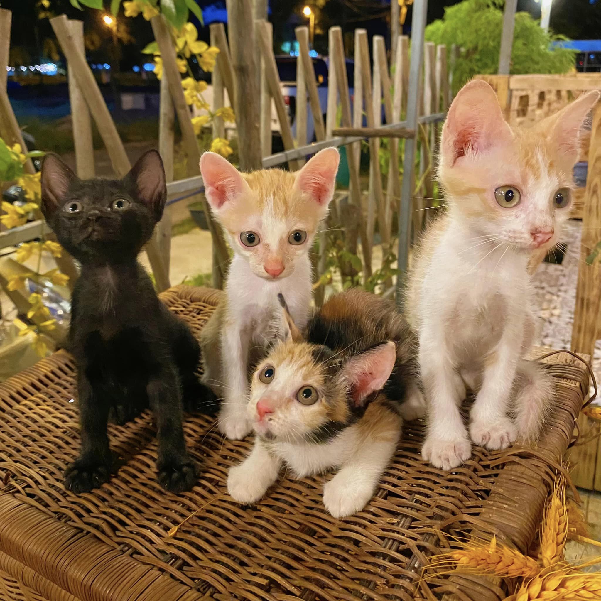 Xóm Mèo Coffee - quán cà phê thú cưng ở Đà Nẵng nổi tiếng