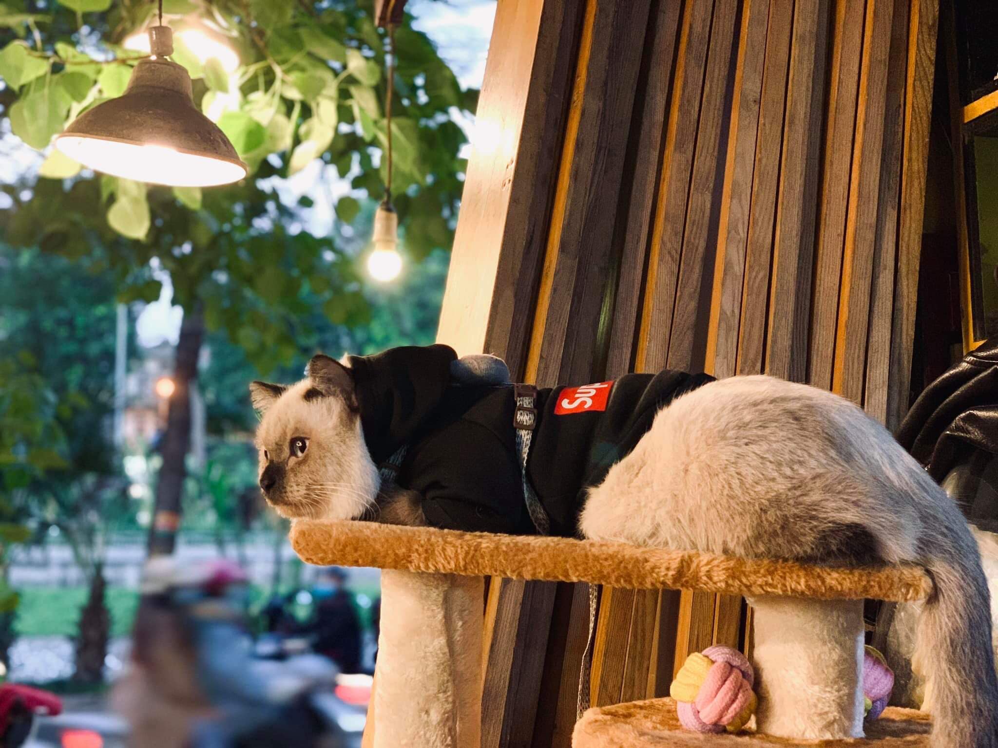 Mèo Mon - một trong những quán cafe mèo đầu tiên