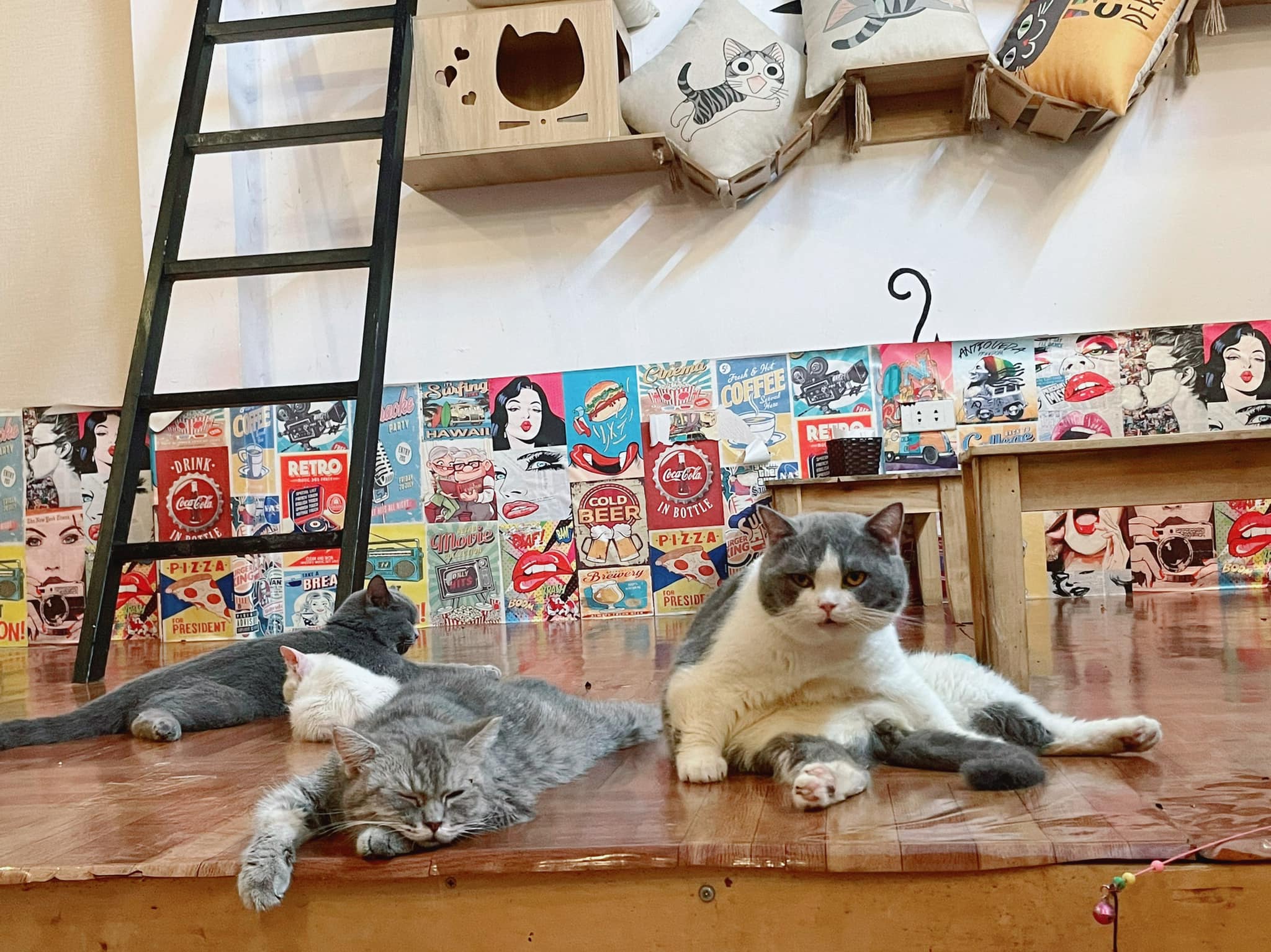 Cat's House - quán cafe mèo được giới trẻ yêu thích