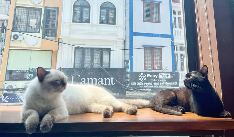 Lizzy House - quán cafe mèo Đống Đa yên bình