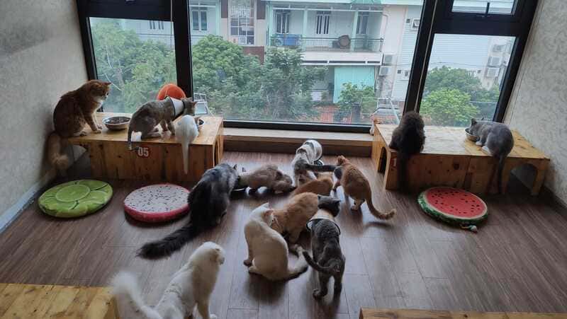 Ngao's Home - trung tâm cứu hộ mèo