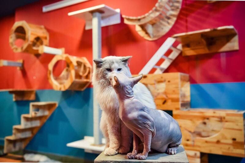 Pet Island - cafe và spa thú cưng