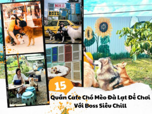 Top 15 Quán Cafe Chó Mèo Đà Lạt Đáng Yêu Nhất Chơi Với Boss Siêu Chill