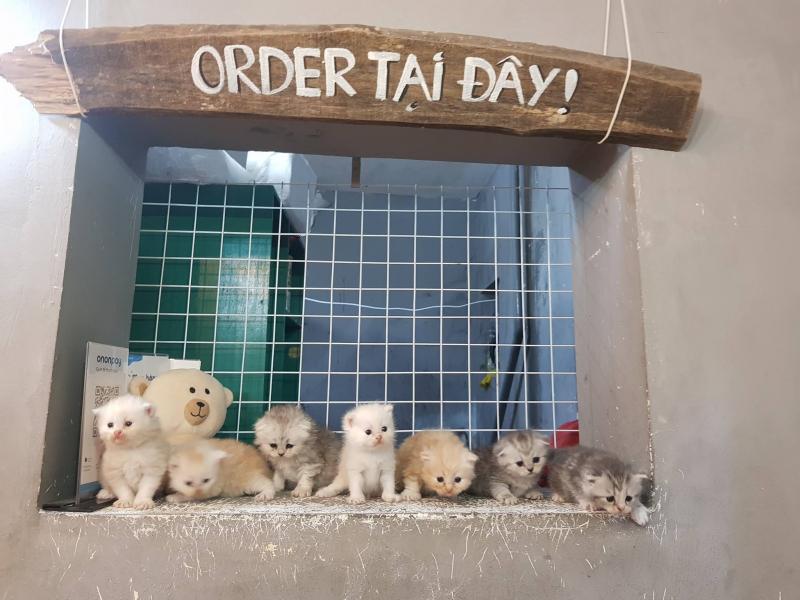 Quầy order tại Meo's House Coffee với không gian ấm cúng