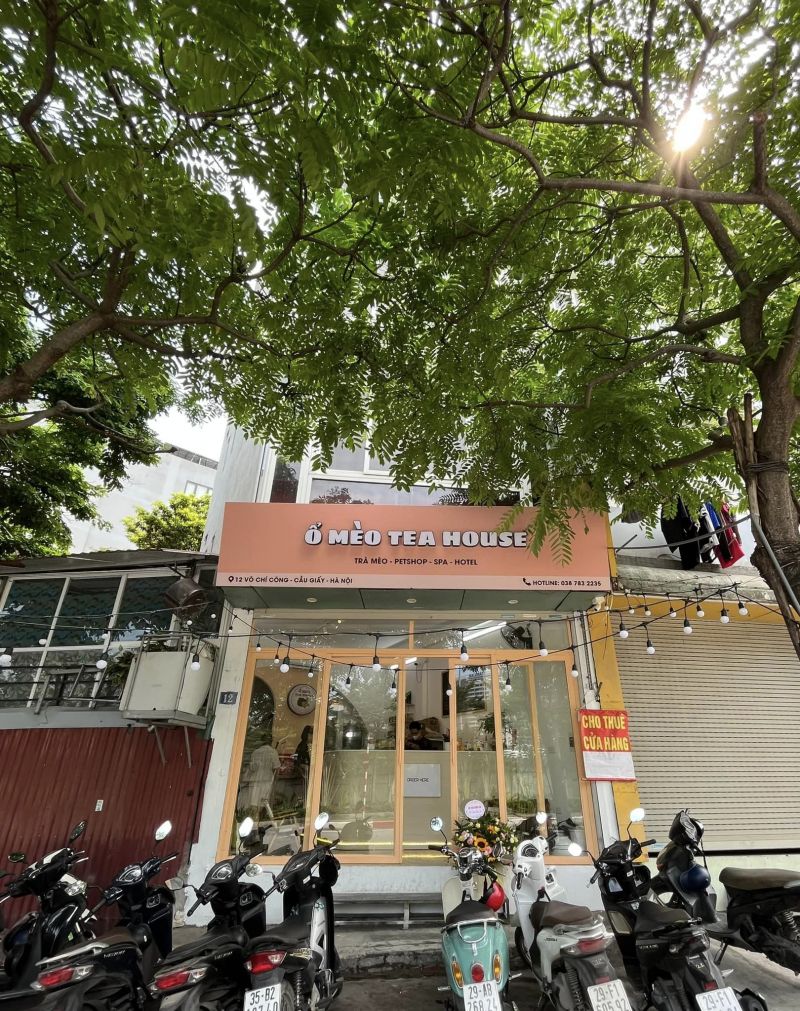 Ổ Mèo Tea House - quán cafe mèo Cầu Giấy