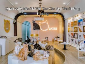 19 Quán Cafe Mèo Hà Nội Cho Các Sen Yêu Hoàng Thượng