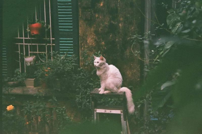 Quán Kẻ Cót - cafe mèo phong cách cổ điển