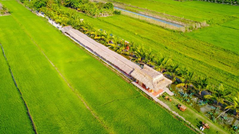 Cánh đồng lúa và chòi tre tại RƠM Cà Phê